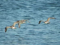 Rosse grutto [Limosa lapponica]